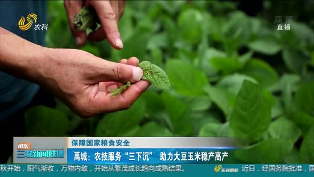 【保障国家粮食安全】禹城：农技服务“三下沉”助力大豆玉米稳产高产
