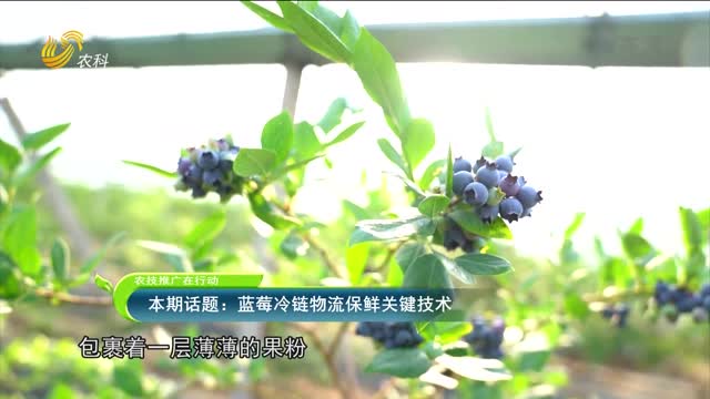 2022年08月08日《农技推广在行动》：蓝莓冷链物流保鲜关键技术