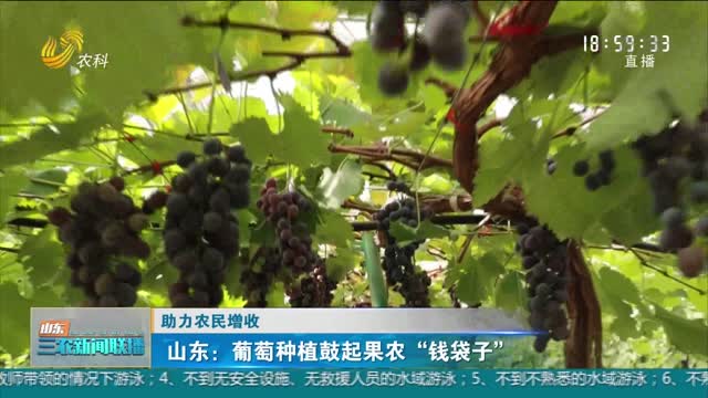 【助力农民增收】山东：葡萄种植鼓起果农“钱袋子”