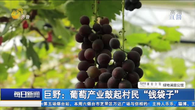 巨野：葡萄产业鼓起村民“钱袋子”