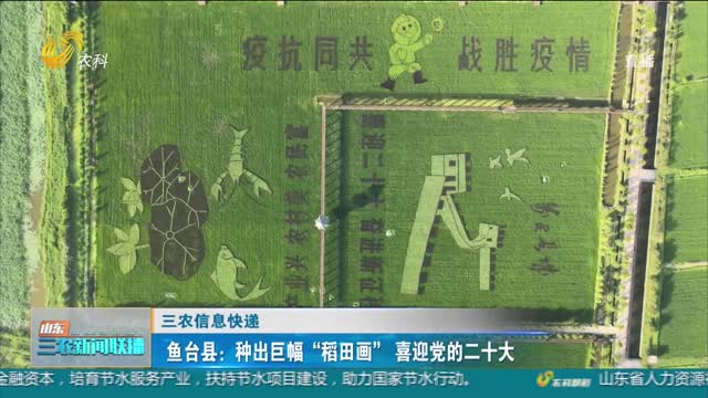 【三农信息快递】鱼台县：种出巨幅“稻田画”喜迎党的二十大