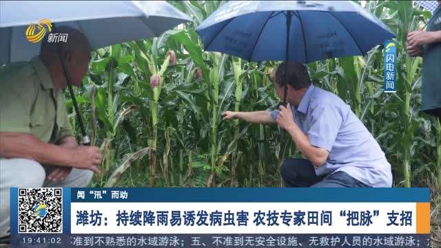 【闻“汛”而动】潍坊：持续降雨易诱发病虫害 农技专家田间“把脉”支招