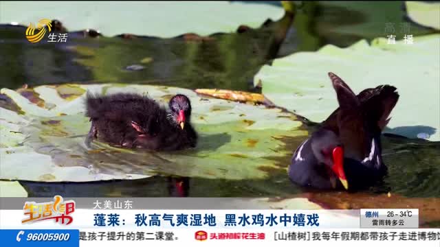 【大美山东】蓬莱：秋高气爽湿地 黑水鸡水中嬉戏