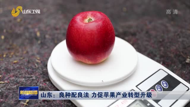 山东：良种配良法 力促苹果产业转型升级