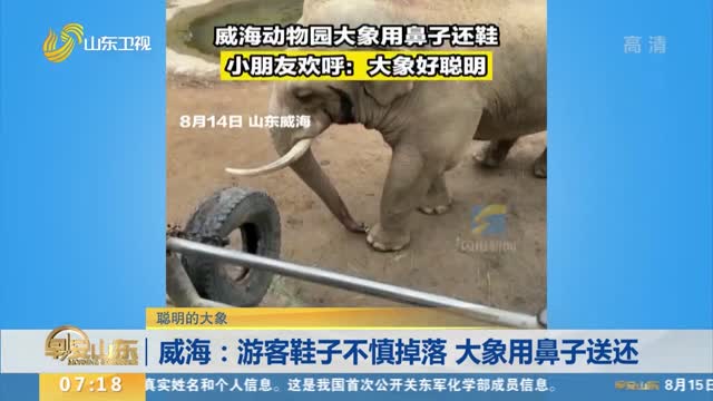 【聪明的大象】威海：游客鞋子不慎掉落 大象用鼻子送还