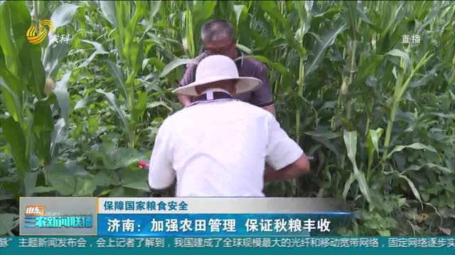 【保障国家粮食安全】济南：加强农田管理 保证秋粮丰收