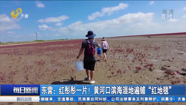 东营：红彤彤一片！黄河口滨海湿地遍铺“红地毯”