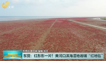 红彤彤一片！黄河口滨海湿地遍铺“红地毯”