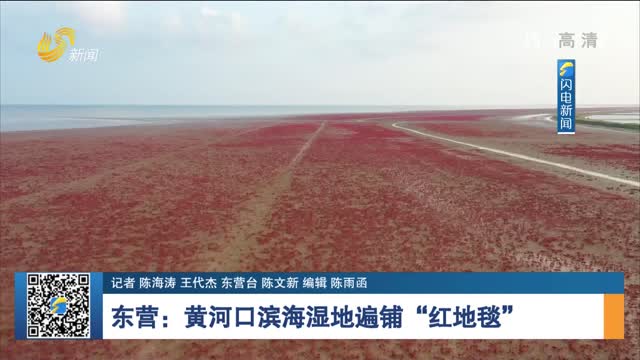 东营：黄河口滨海湿地遍铺“红地毯”