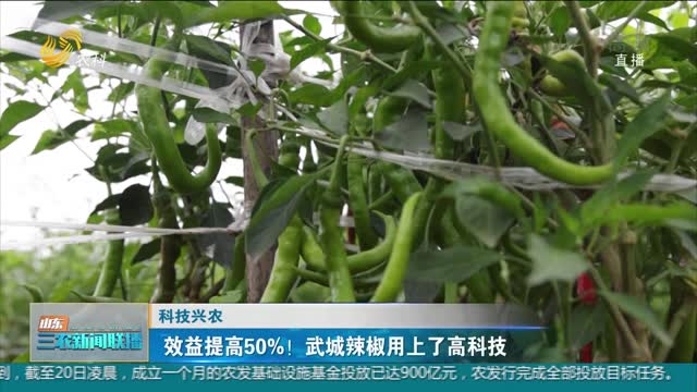 【科技兴农】效益提高50%！武城辣椒用上了高科技
