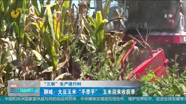 【“三秋”生产进行时】聊城：大豆玉米“手牵手” 玉米迎来收获季