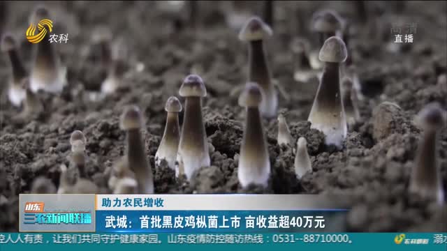 【助力农民增收】武城：首批黑皮鸡枞菌上市 亩收益超40万元