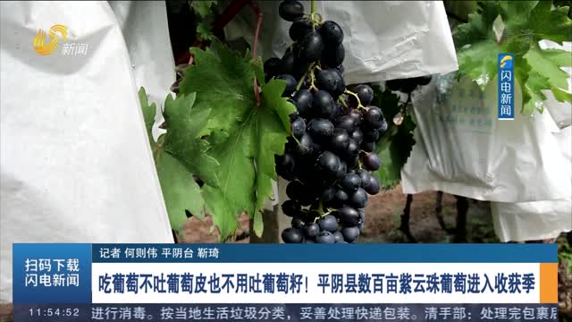 吃葡萄不吐葡萄皮也不用吐葡萄籽！平阴县数百亩紫云珠葡萄进入收获季