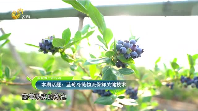 2022年08月30日《农技推广在行动》：本期话题——蓝莓冷链物流保鲜关键技术