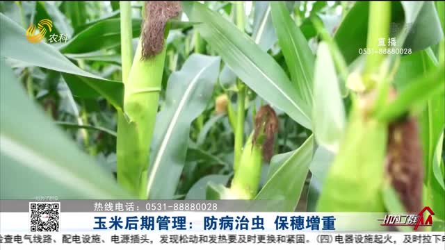 玉米后期管理：防病治虫 保穗增重
