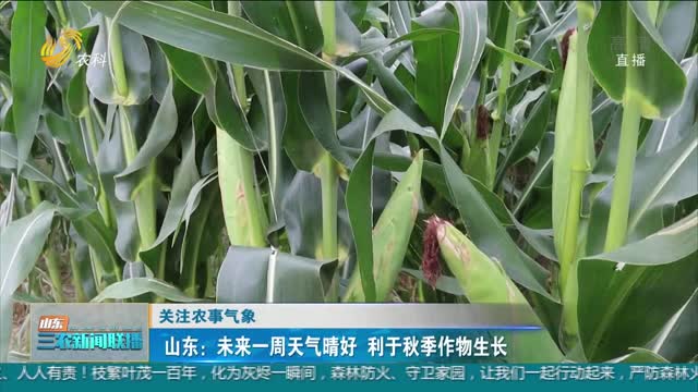 【关注农事气象】山东：未来一周天气晴好 利于秋季作物生长