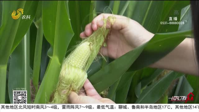 龙口：大豆玉米“手牵手” 复合种植促增收