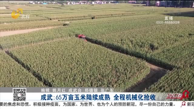 成武：65万亩玉米陆续成熟 全程机械化抢收