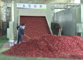 9月10日《山东援疆》火辣辣的小辣椒就是这么火   援疆项目带火疏勒辣椒产业