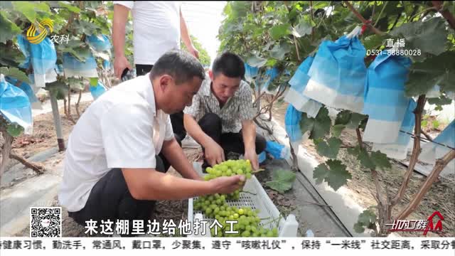 东明：党支部领办合作社 大力发展葡萄产业