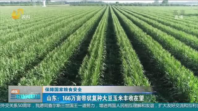 【保障国家粮食安全】山东：166万亩带状复种大豆玉米丰收在望