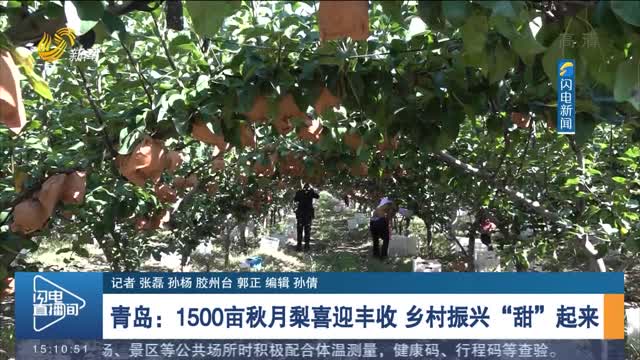 青岛：1500亩秋月梨喜迎丰收 乡村振兴“甜”起来