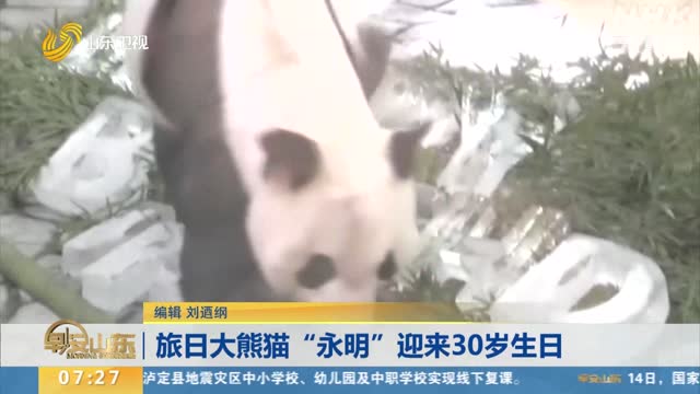 旅日大熊猫“永明”迎来30岁生日