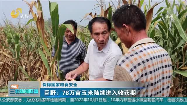 【保障国家粮食安全】巨野：78万亩玉米陆续进入收获期