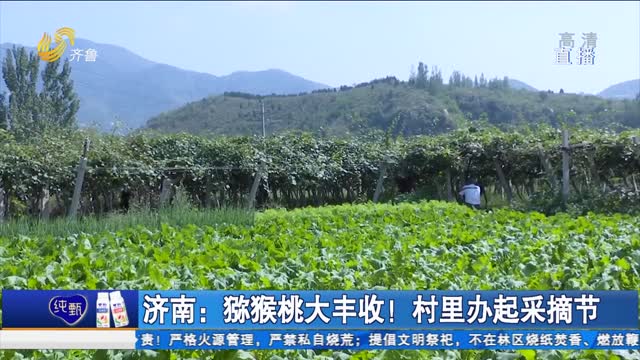 济南：猕猴桃大丰收！村里办起采摘节