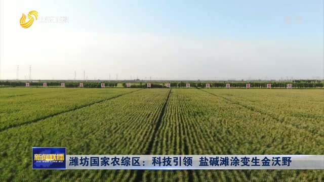 潍坊国家农综区：科技引领 盐碱滩涂变生金沃野