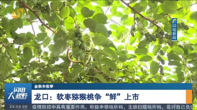【金秋丰收季】龙口：软枣猕猴桃争“鲜”上市