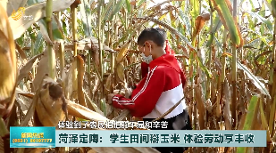 菏泽定陶：学生田间掰玉米 体验劳动享丰收