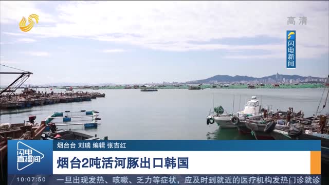 烟台2吨活河豚出口韩国
