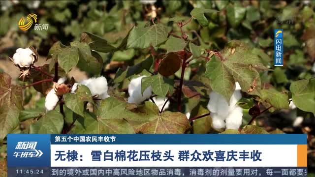 【第五个中国农民丰收节】无棣：雪白棉花压枝头 群众欢喜庆丰收
