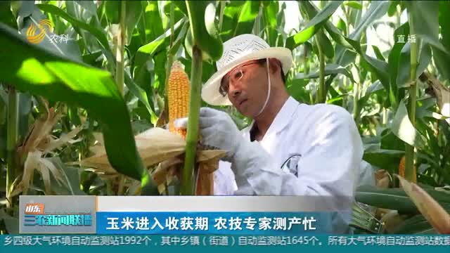 【“三秋”生产进行时】玉米进入收获期 农技专家测产忙