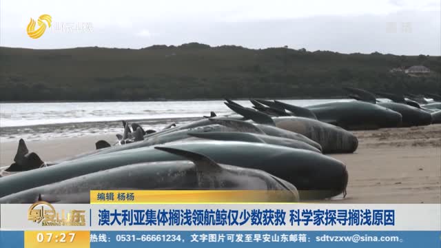 澳大利亚集体搁浅领航鲸仅少数获救 科学家探寻搁浅原因