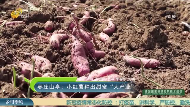 枣庄山亭：小红薯种出甜蜜“大产业”