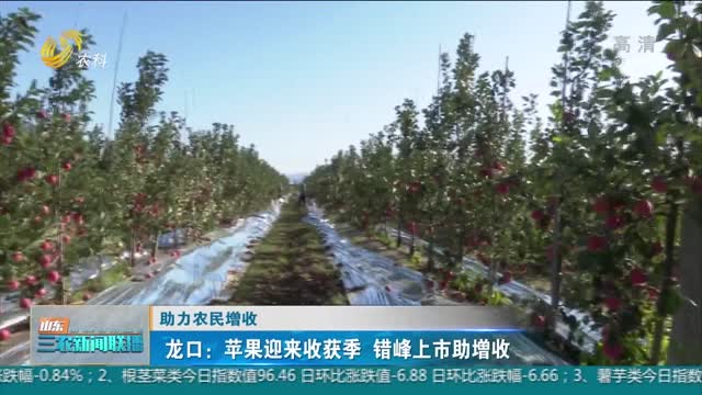 【助力農民增收】龍口：蘋果迎來收獲季 錯峰上市助增收