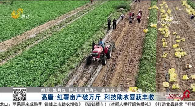高唐：紅薯畝產破萬斤 ?科技助農喜獲豐收