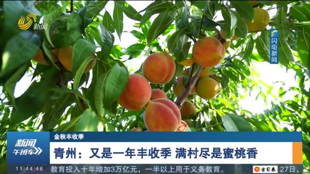 【金秋丰收季】青州：又是一年丰收季 满村尽是蜜桃香