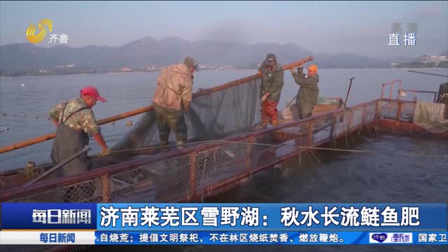 濟南萊蕪區雪野湖：秋水長流鰱魚肥
