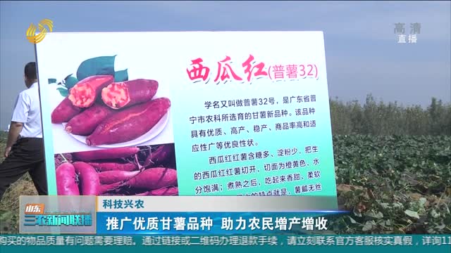 【科技兴农】推广优质甘薯品种 助力农民增产增收