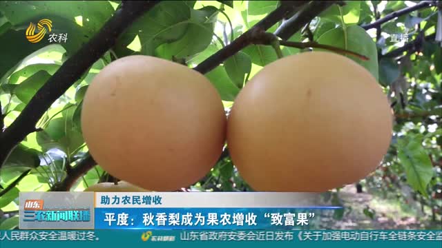 【助力农民增收】平度：秋香梨成为果农增收“致富果”