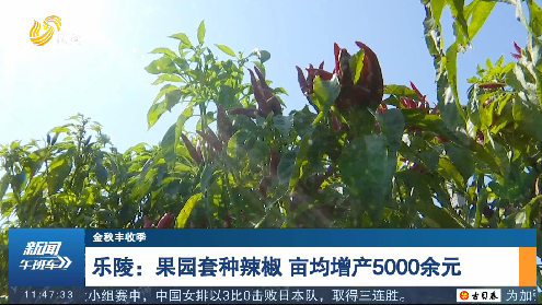 【金秋丰收季】乐陵：果园套种辣椒 亩均增产5000余元