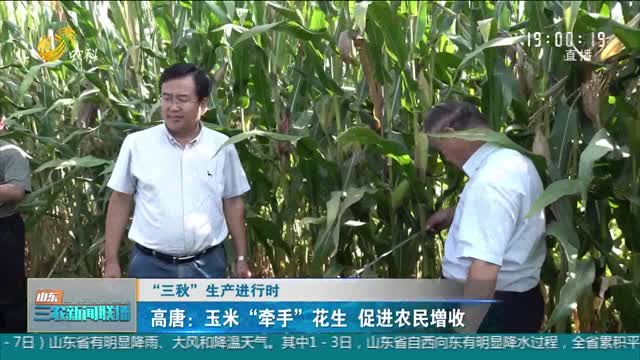 【“三秋”生产进行时】高唐：玉米“牵手”花生 促进农民增收