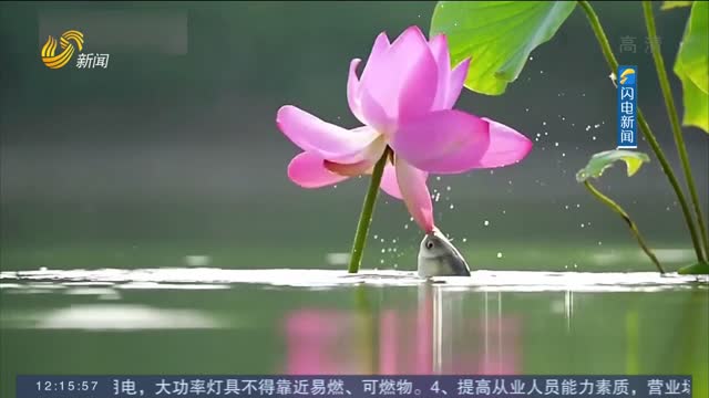 【闪电热播榜】莲莲有鱼！摄影师拍下鱼吃莲花全过程