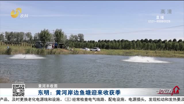 【黄河丰收图】东明：黄河岸边鱼塘迎来收获季