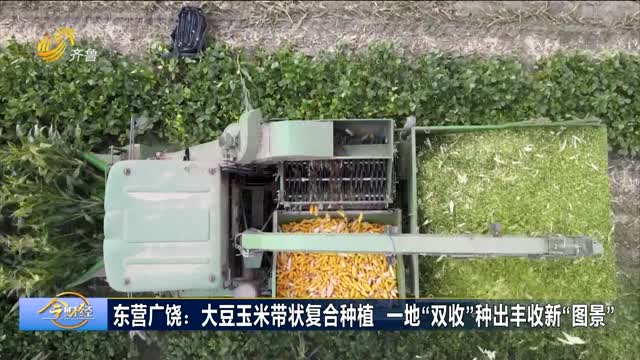 广饶：大豆玉米带状复合种植 一地“双收”种出丰收新“图景”