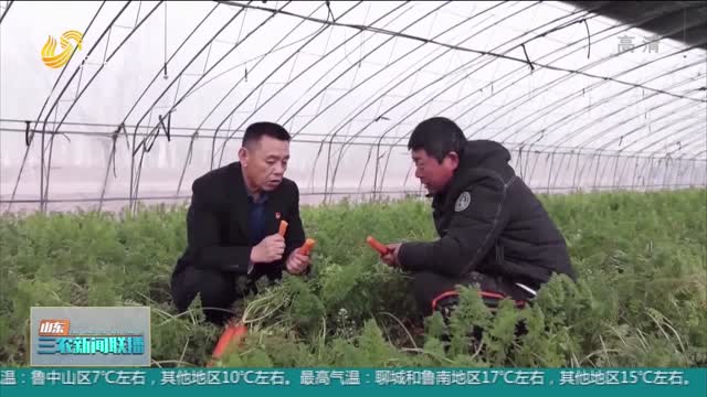 【助力农民增收】莱西中菜湾庄：蔬菜产业铺平致富路