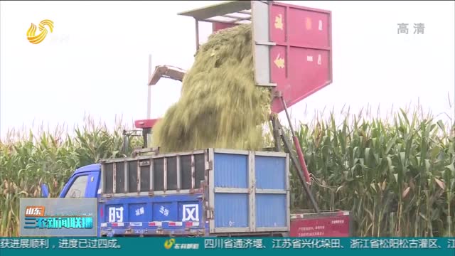 【“三秋”生产进行时】济南：玉米收获超五成 秸秆“包袱”变“财富”